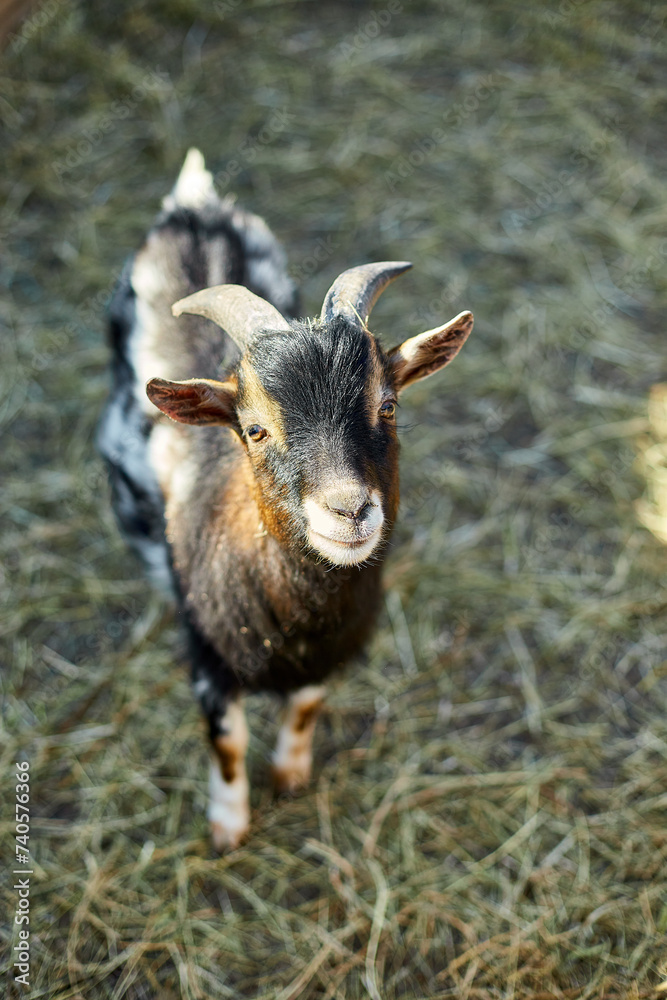 A small domestic goat with a black and brown coat appears curious while standing on fresh straw inside a sunlit farm enclosure.