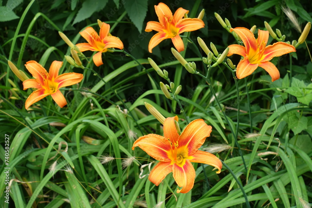 5 vibrant orange flowers of Hemerocallis fulva in June 5 vibrant orange flowers of Hemerocallis fulva in June