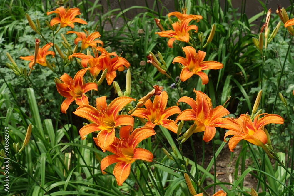Bright orange flowers of Hemerocallis fulva in June
