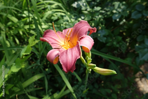 Deep pink flower of Hemerocallis fulva in July