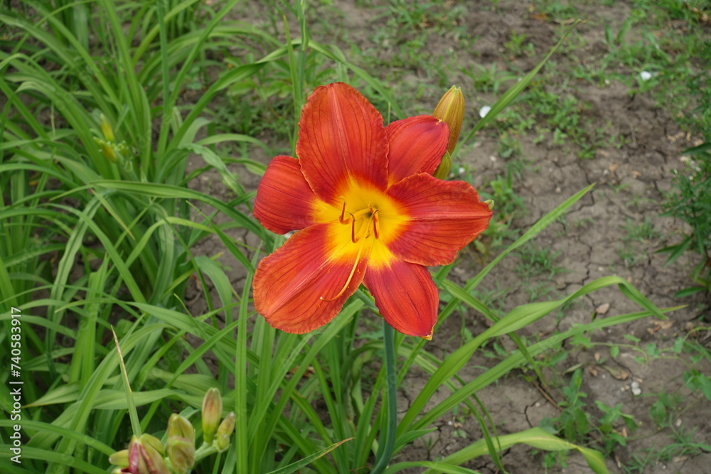 Big red flower of Hemerocallis fulva in June Big red flower of Hemerocallis fulva in June