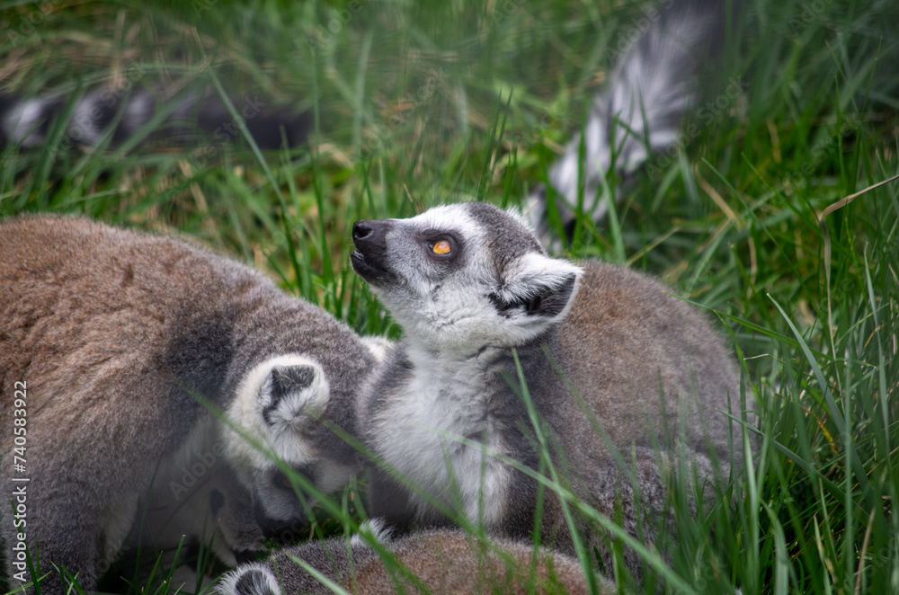 Obraz premium ring lemur catta