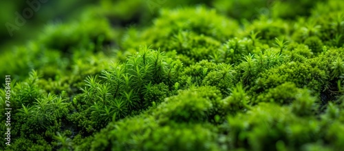 Macro photography of lush green moss in the forest, detailed close-up of vibrant moss on a tree trunk