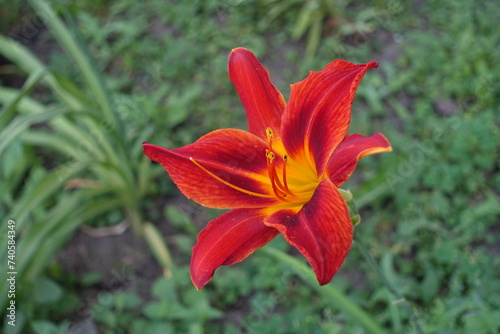 Close shot of red flower of Hemerocallis fulva in mid July