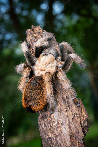 Tarantula, Big Spider, Hairry, Exotic Pet Spider, Selective Focus.