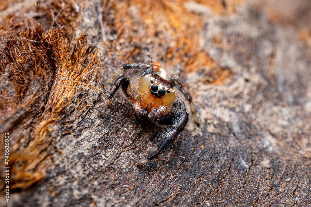 Thyene imperialis, Jumping Spider, Funny Face, Selective Focus Thyene imperialis, Jumping Spider, Funny Face, Selective Focus
