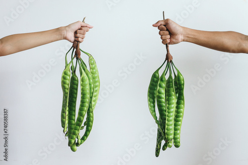 Принти на полотні Hands holding raw of petai or pete (Parkia speciosa)