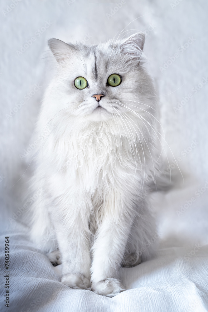 Studio shot of a white persian chinchilla cat on a white textured background close up