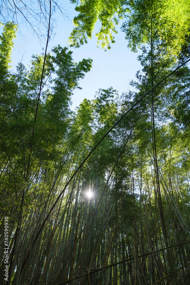 Fototapeta premium Lush, sunlight bamboo forest in Kyoto
