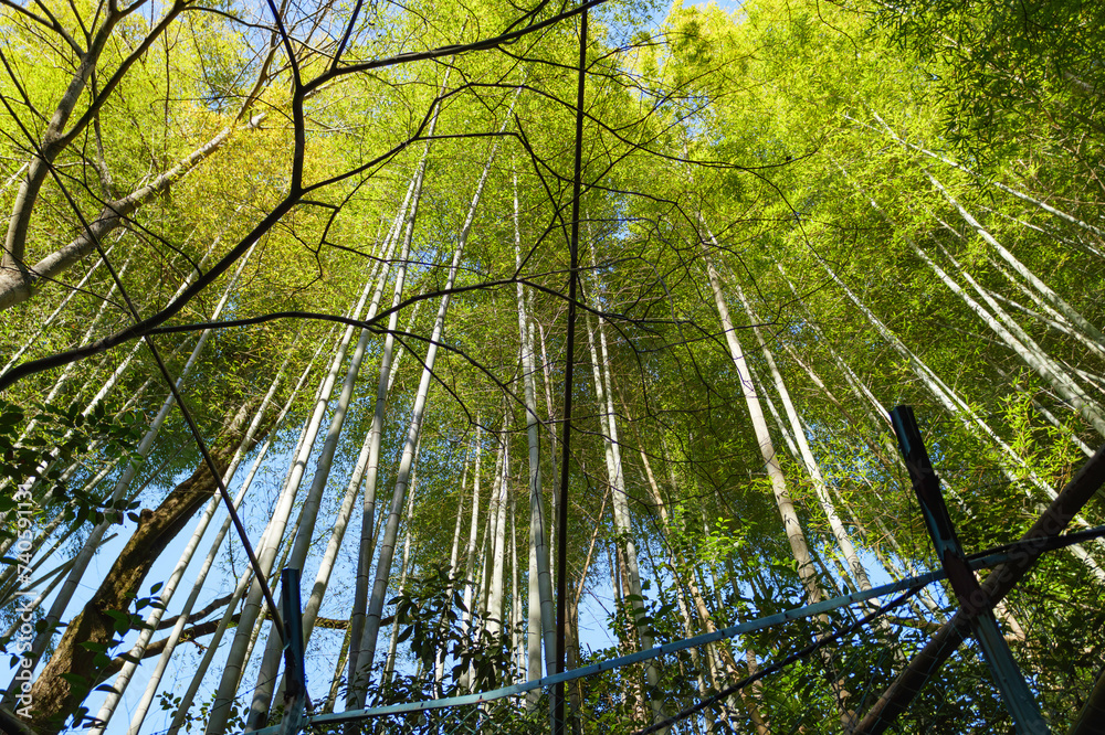 Fototapeta premium Bamboo forest in Kyoto. Natural green background