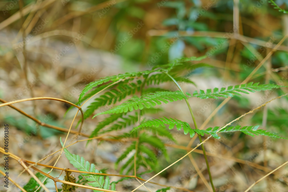 Fern Green leaves background,bamboo forest Fern Green leaves background,bamboo forest