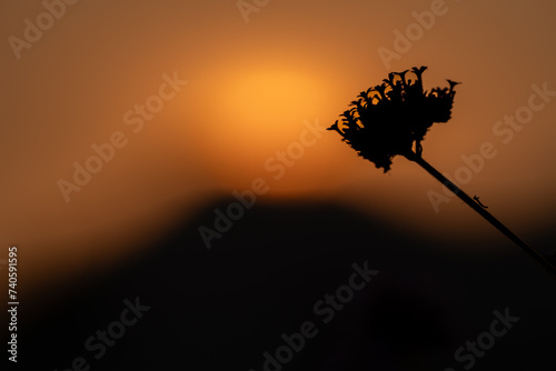 Close up of foreground flower and background sunset.