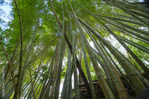 Bamboo forest in Kyoto. Natural green background