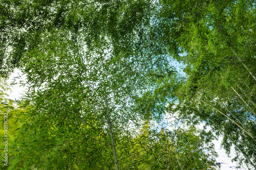 Green bamboo forest with sunrays and blue sky