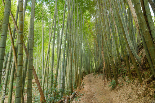 Bamboo forest in Kyoto. Natural green background