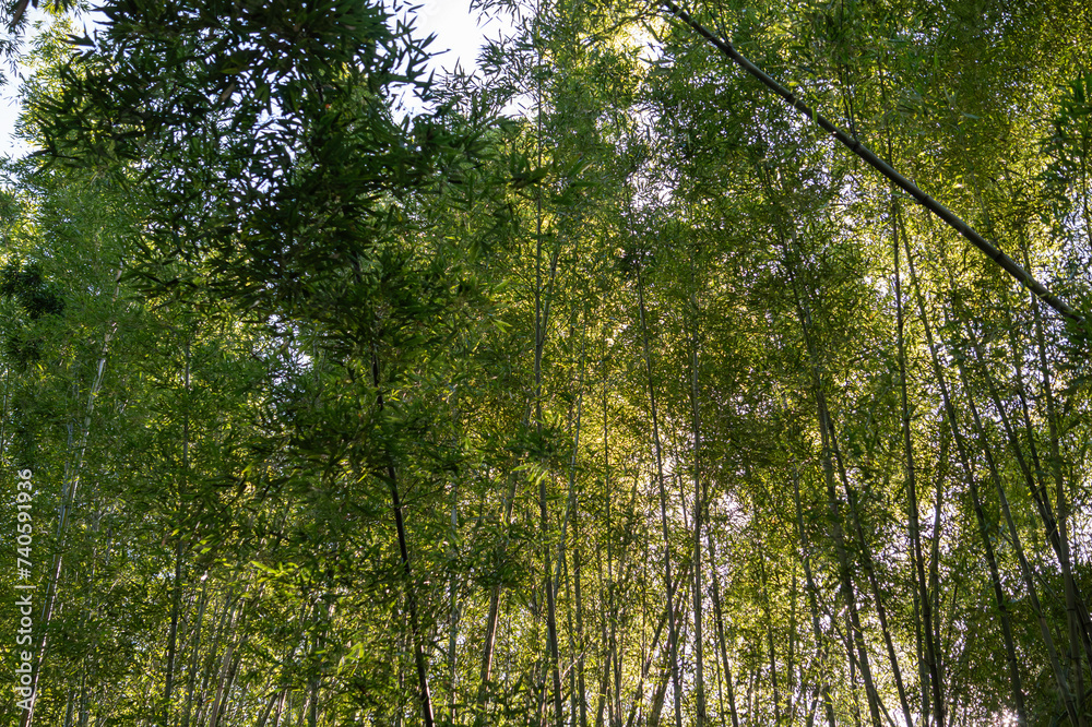 Naklejka premium Lush, sunlight bamboo forest in Kyoto