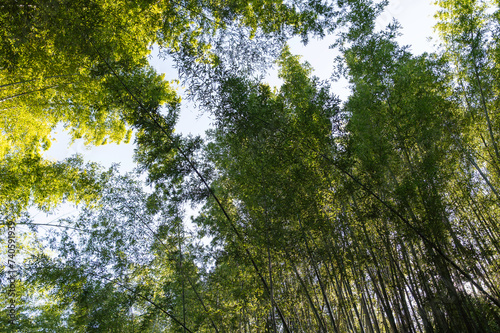 Green bamboo forest with sunrays and blue sky