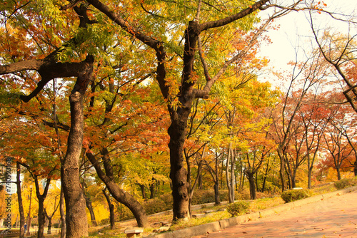 Beautiful Autumn Foliage at Dalseong Park, Daegu, South Korea