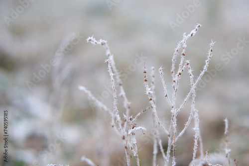 Frozen iced tree branches and leaves during foggy cold day. Macro closeup view. Icy twigs, grass covered by snow against winter forest. Plants in the wood at wet frosty weather. Nature landscape video © Marina Demidiuk