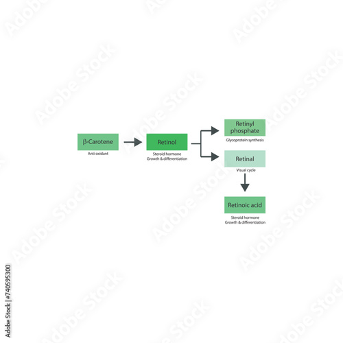Diagram showing roles of  β Carotene, retinol, retinal and retinoic acid in the body - visual cycle, anti oxidant, glycoprotein synthesis and steroid hormone.green color.