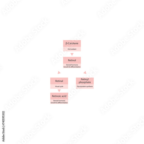 Diagram showing roles of  β Carotene, retinol, retinal and retinoic acid in the body - visual cycle, anti oxidant, glycoprotein synthesis and steroid hormone.pink color. photo