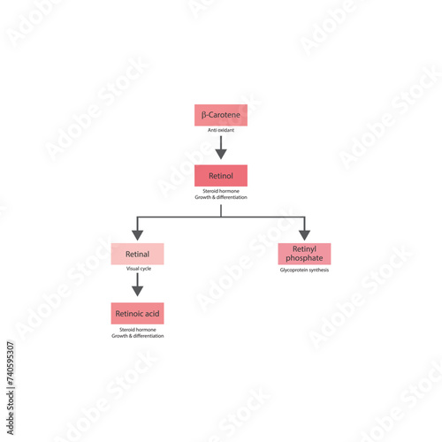 Diagram showing roles of  β Carotene, retinol, retinal and retinoic acid in the body - visual cycle, anti oxidant, glycoprotein synthesis and steroid hormone.pink color.