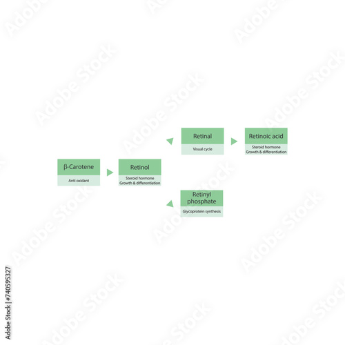 Diagram showing roles of  β Carotene, retinol, retinal and retinoic acid in the body - visual cycle, anti oxidant, glycoprotein synthesis and steroid hormone.green color.