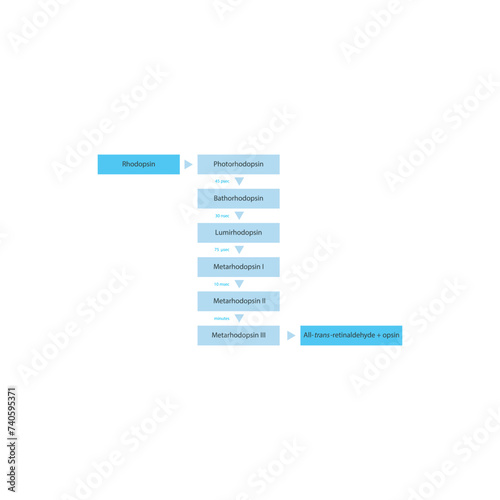 Diagram showing stages of the visual cycle - rhodopsin excitation - transition from photo rhodopsin to metarhodopsin II - biological chemical chain reaction - physiological process.