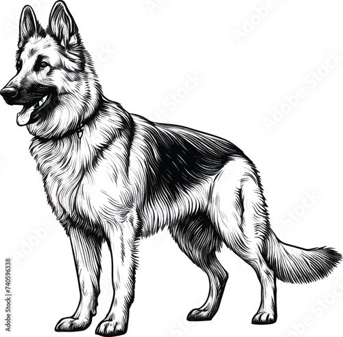 Black and White Vector Illustration of a German Shepherd Dog Standing