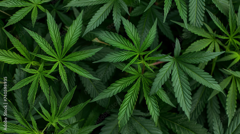 Green background from hemp leaves Green background from hemp leaves
