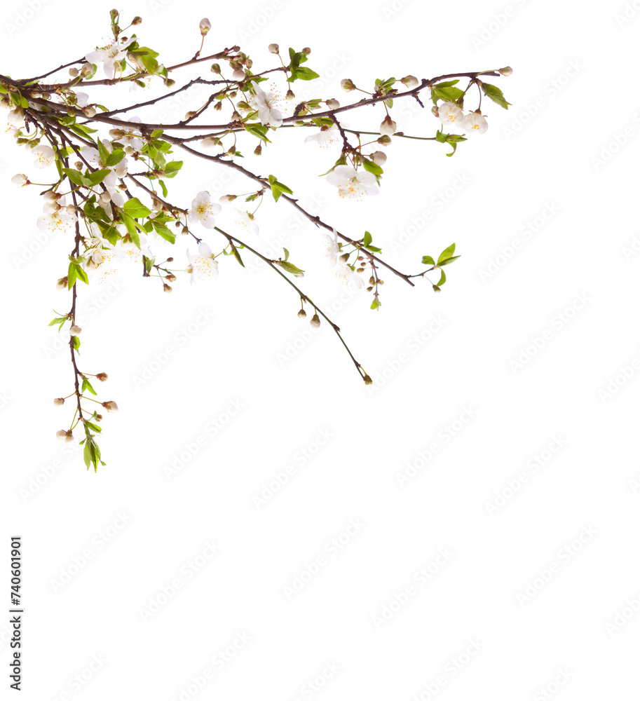 Flowering branches of Cherry isolated on white background.  Selective focus.