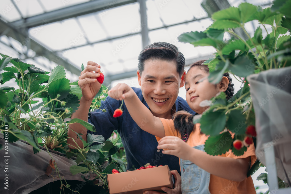 Obraz premium Asian father and daughter gather strawberries at indoor farm. Picking, sharing, enjoying every bite