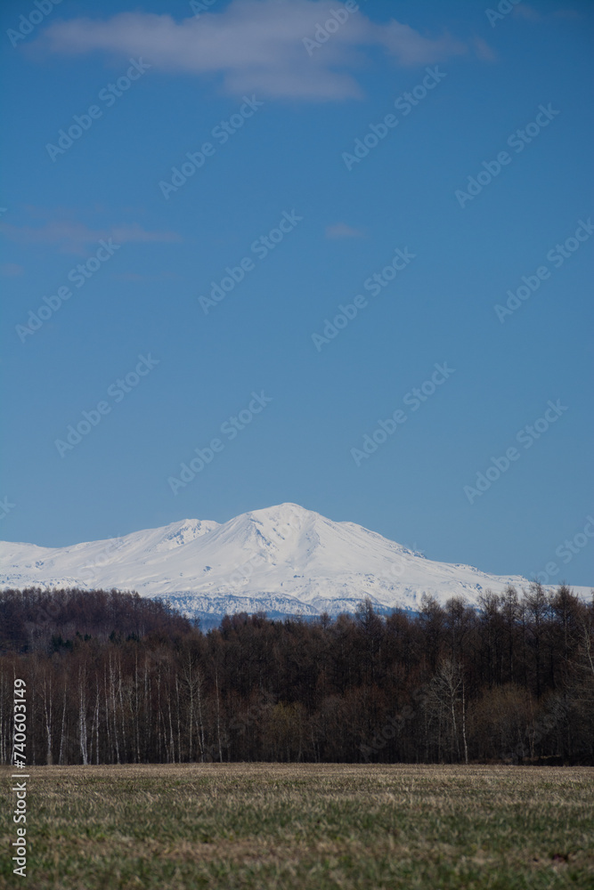 春の晴れた日の牧草畑と雪山　大雪山
