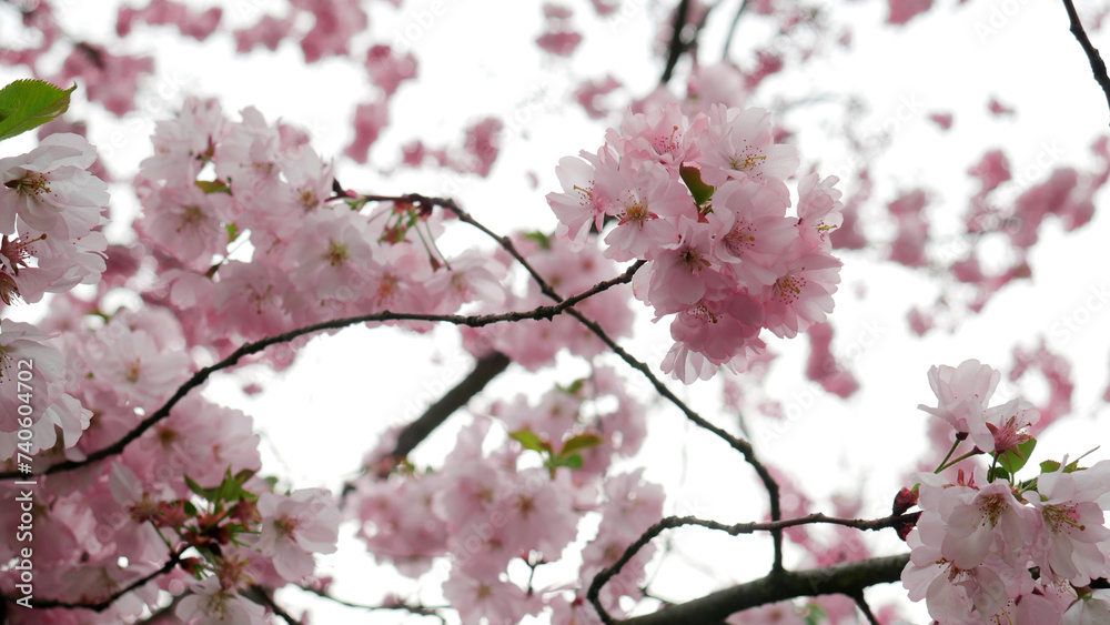 Spring. Flowers on the trees. Blossom Spring. Flowers on the trees. Blossom