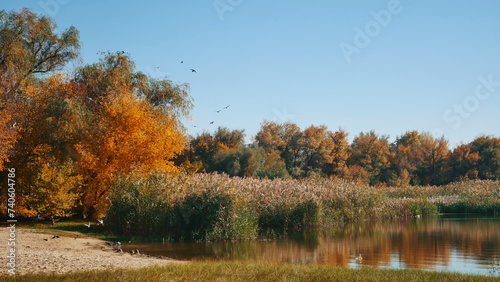 Nature. Autumn trees on the lake