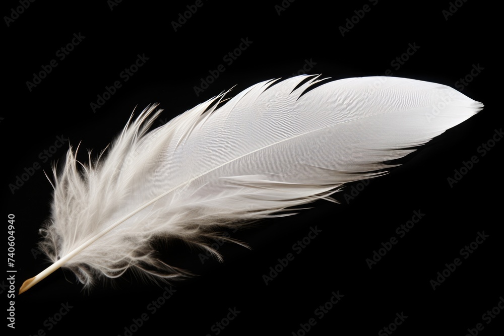 Obraz premium Feather Isolated on Black Background. Soft and Fluffy White Swan Feather with Delicate Wing Detail