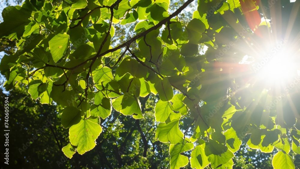 Obraz premium sun shining through trees