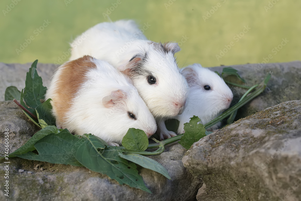 An adult female guinea pig with her two babies is eating wild grass ...