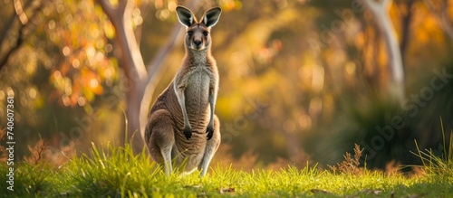 Majestic kangaroo standing gracefully in the lush green grass with beautiful trees in the background © TheWaterMeloonProjec
