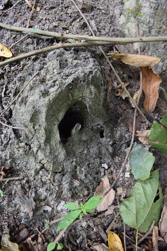 Holes from ant nests on the trunk of a tree