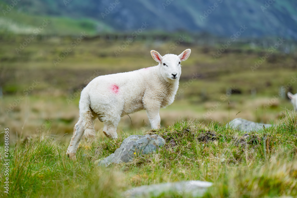 Obraz premium Sheep marked with colorful dye grazing in green pastures. Adult sheep and baby lambs feeding in green meadows of Ireland.