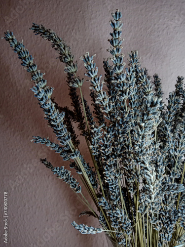 bunch of lavender on a pink wall background