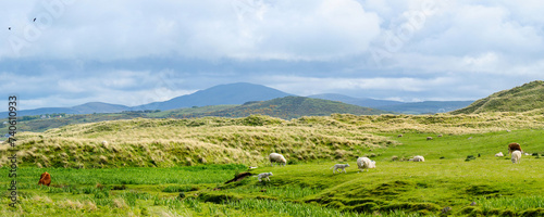 Sheep marked with colorful dye grazing in green pastures. Adult sheep and baby lambs feeding in green meadows of Ireland.