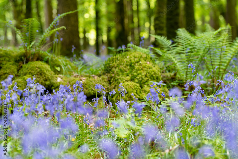 Obraz premium Bluebells in full bloom along a woodland path in Ireland. Hyacinthoides