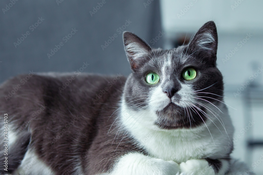 Charming, elegant, very beautiful Gray-white cat with big green eyes sits on his bed, in the kitchen, close-up, macro, cat portrait. Pet love concept. Copy space.