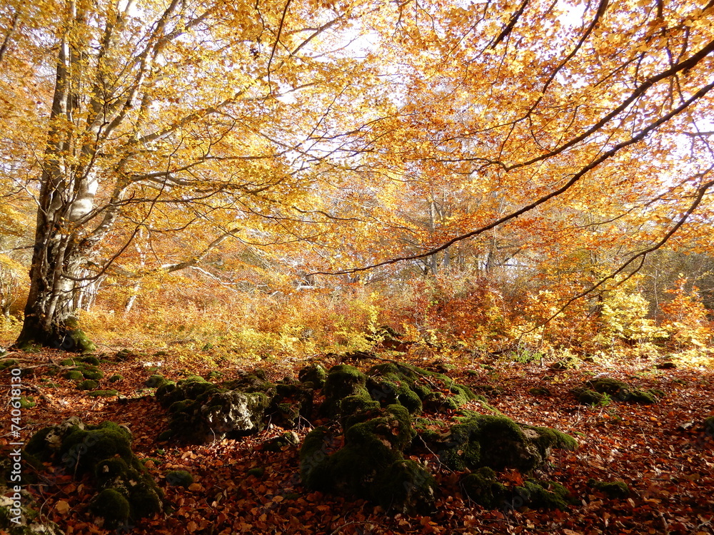 Autumn forest with fallen leaves
Autumn forest with fallen leaves