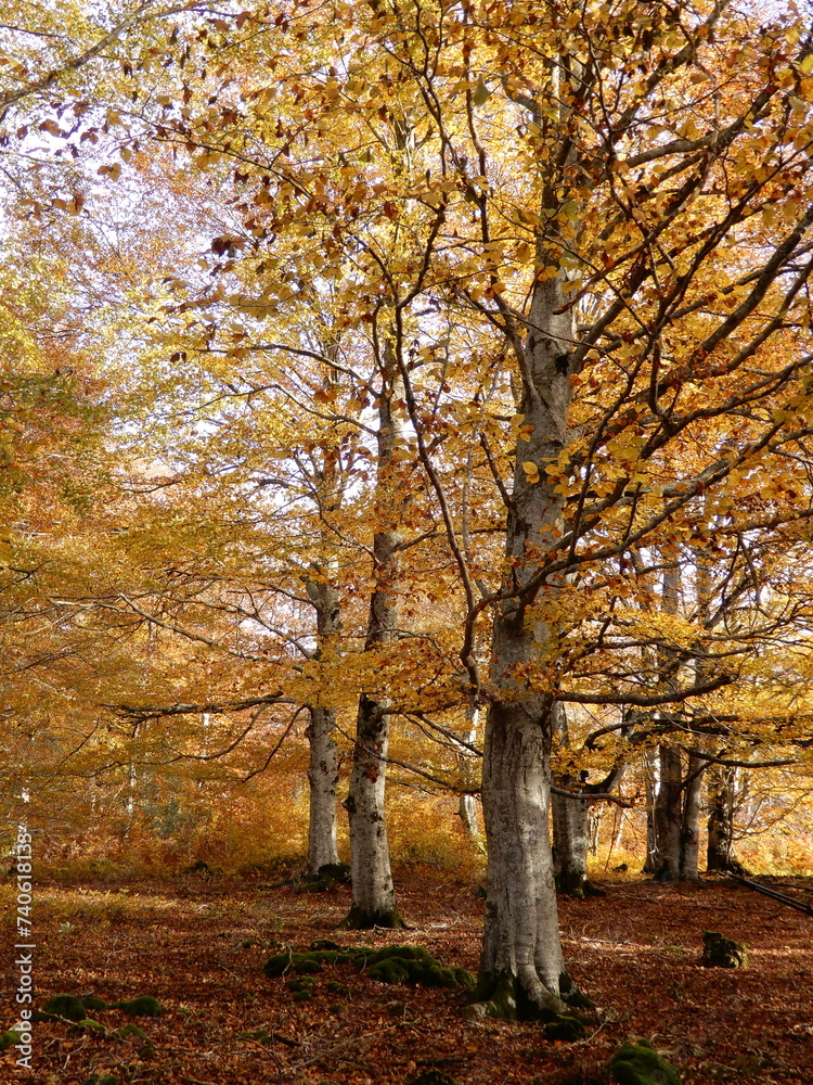 Fototapeta premium Autumn forest with fallen leaves