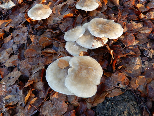 Mushrooms in the forest in autumn 