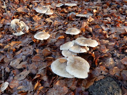 Mushrooms in the forest in autumn