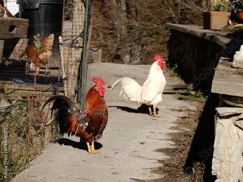 Pair of white and brown roosters